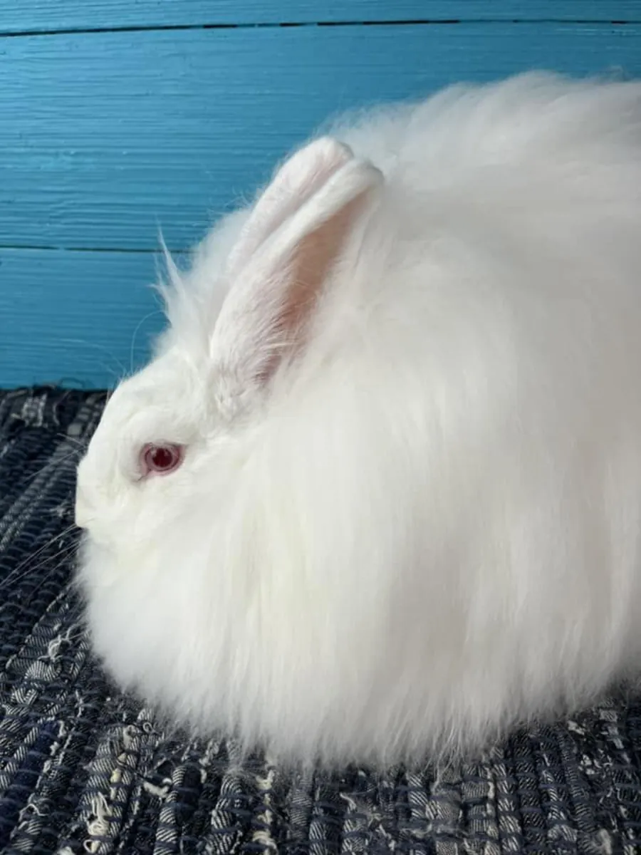 Giant Angora rabbit for adoption – very gentle and calm