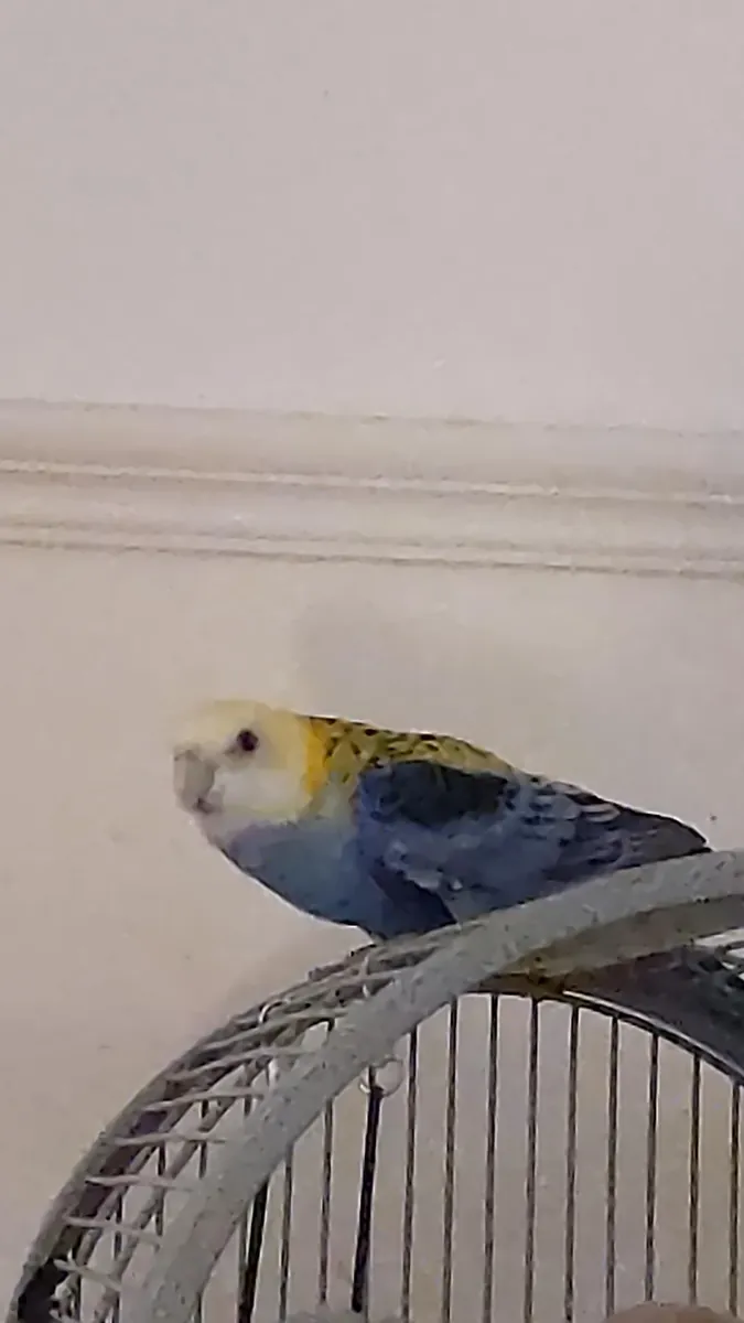 Rosella lost – bird escaped from the house