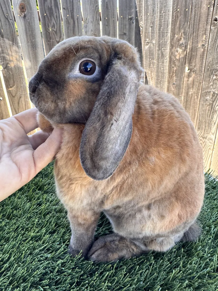 Miniature Lop Rabbit - Free Adoption