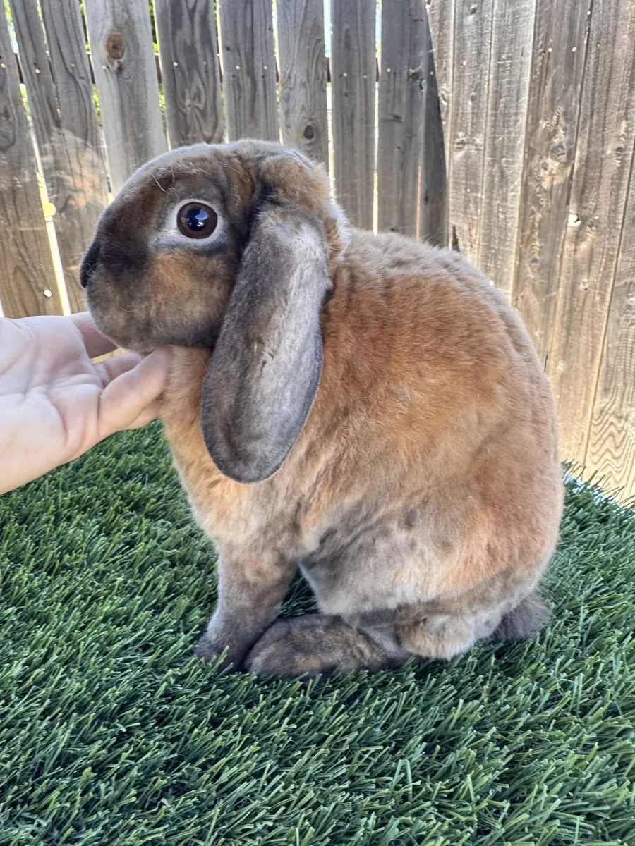 Miniature Lop Rabbit - Free Adoption