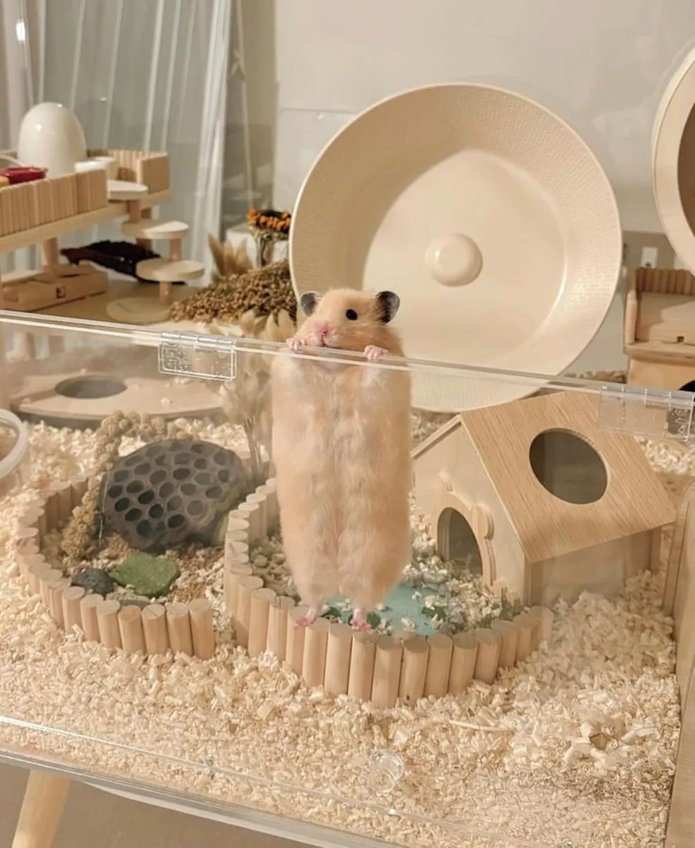 A lost dwarf hamster, please help keep an eye out for it.