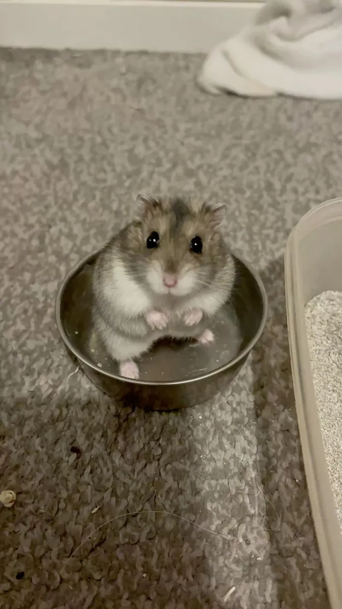 Healthy Roman hamsters for sale