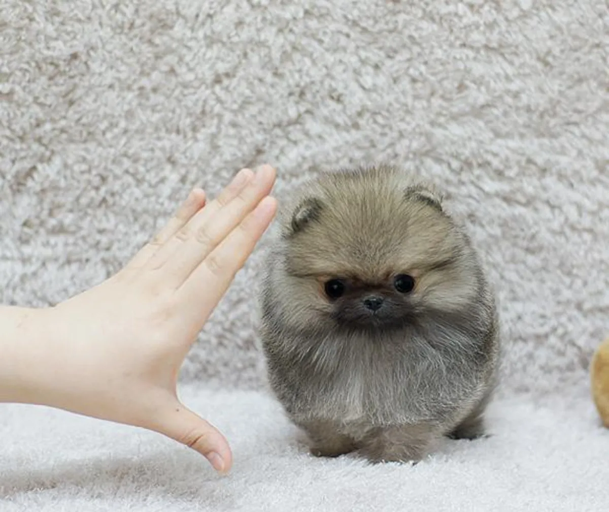 可爱的博美幼犬。家养。
