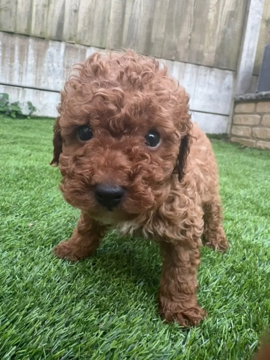 自家饲养的可爱贵宾犬