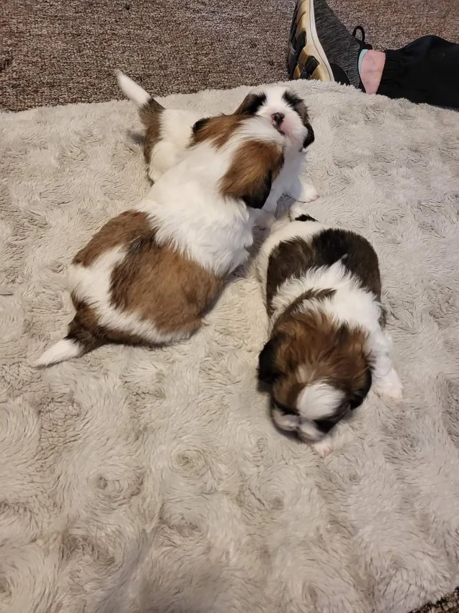 Compagnons affectueux à la maison - Shih Tzus