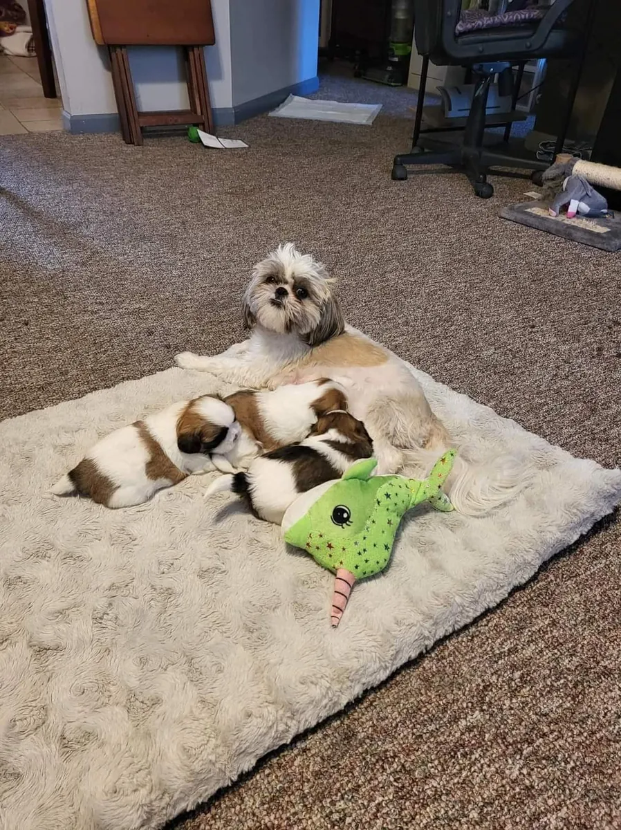 Compagnons affectueux à la maison - Shih Tzus