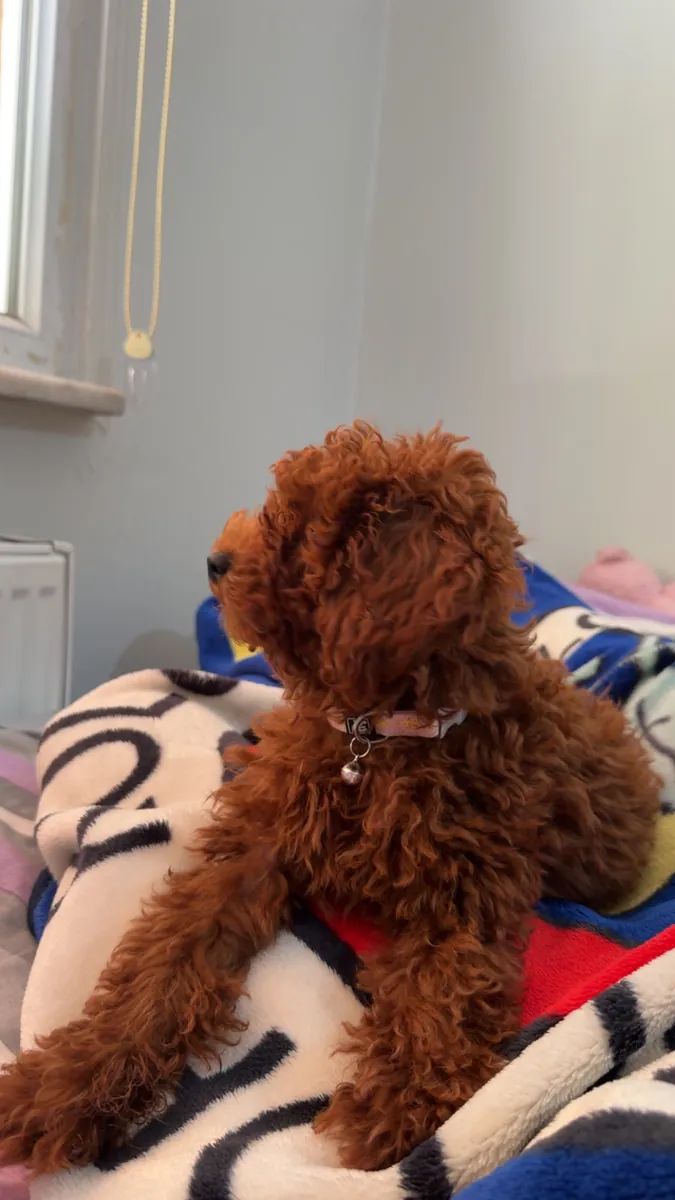Cachorra hembra de 3 meses