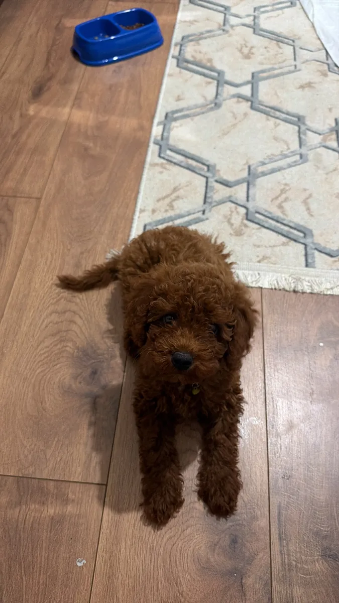 Le chiot caniche nain a deux mois et demi.