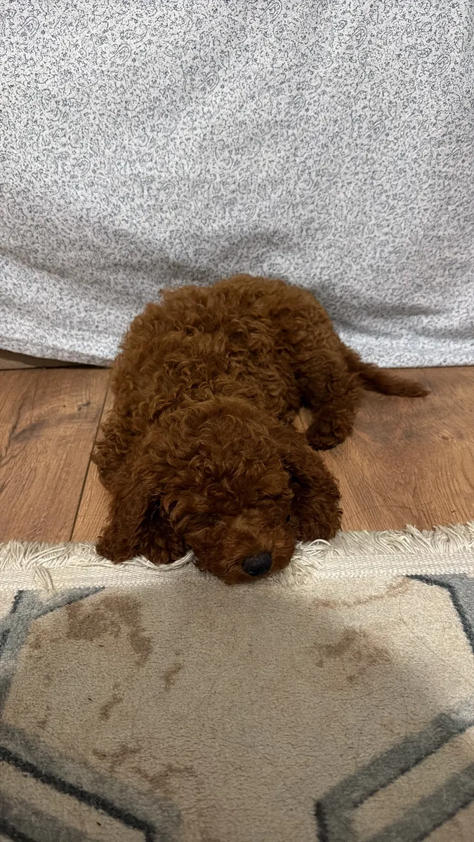 Le chiot caniche nain a deux mois et demi.