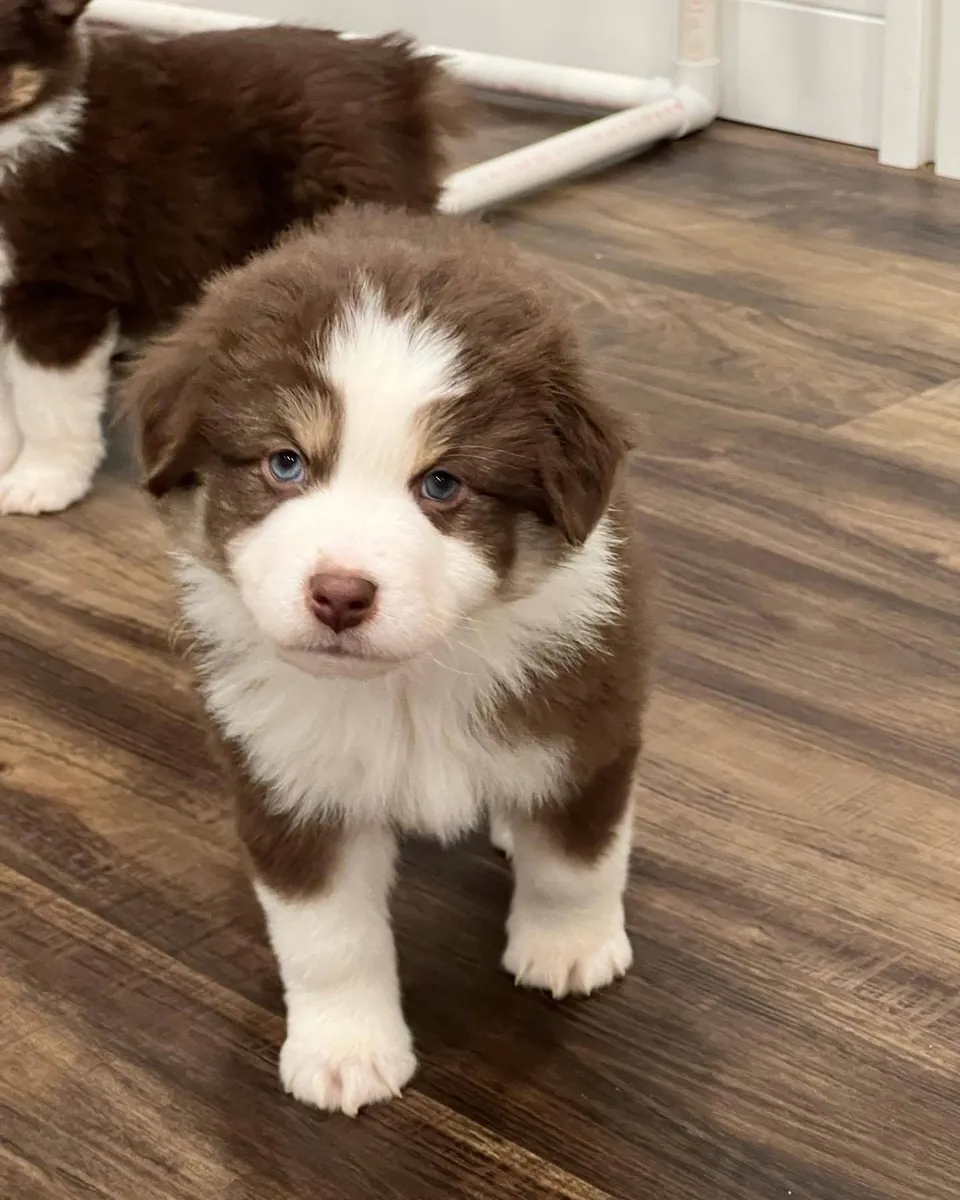 Adorables chiots Berger Australien à adopter