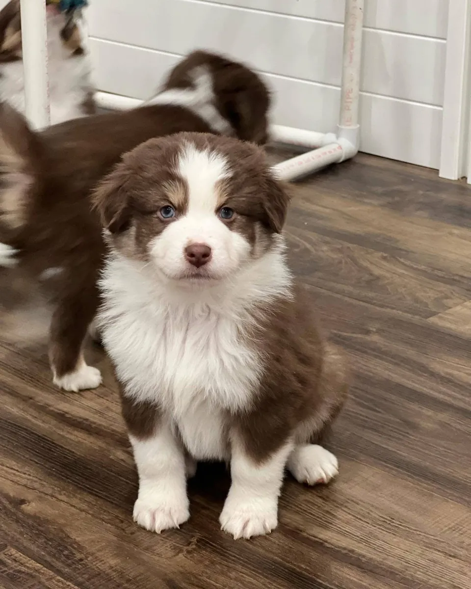 Adorables chiots Berger Australien à adopter