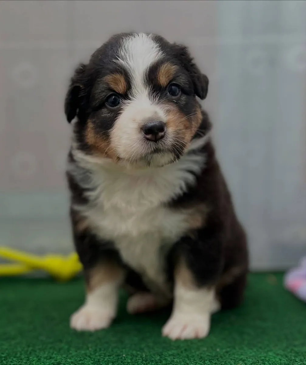 Adorables chiots Berger Australien à adopter