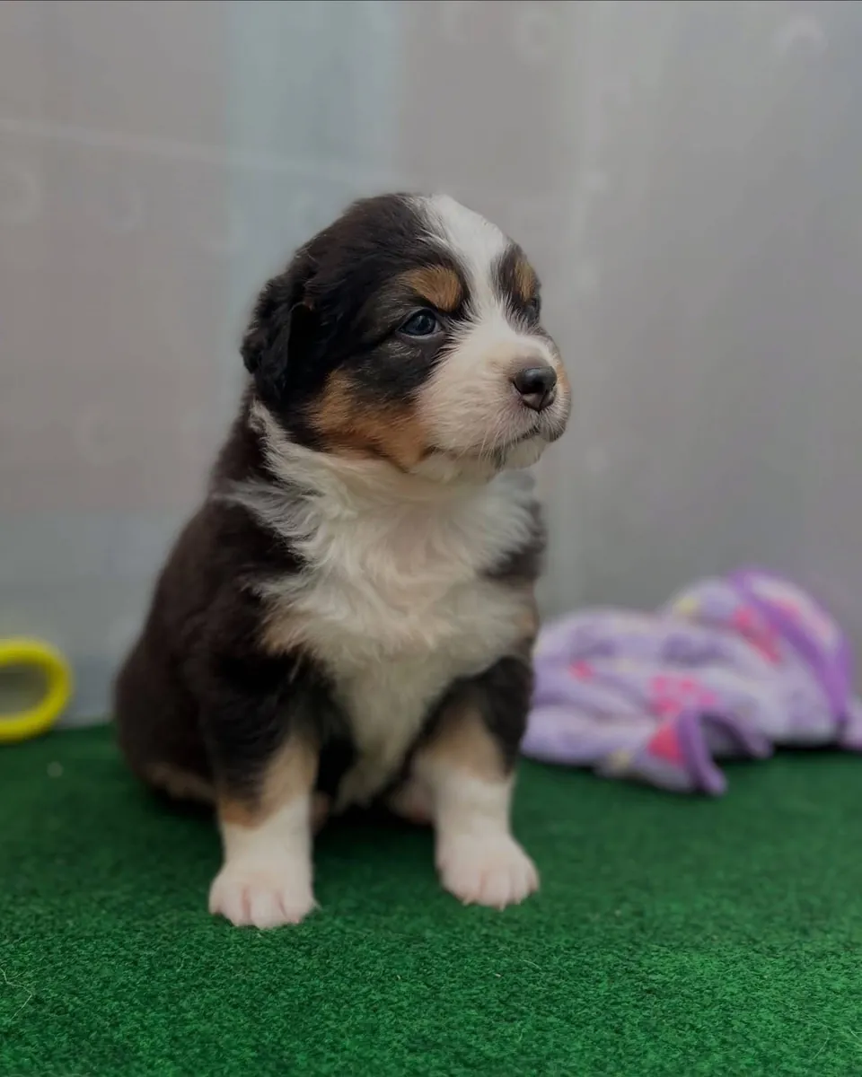Adorables chiots Berger Australien à adopter