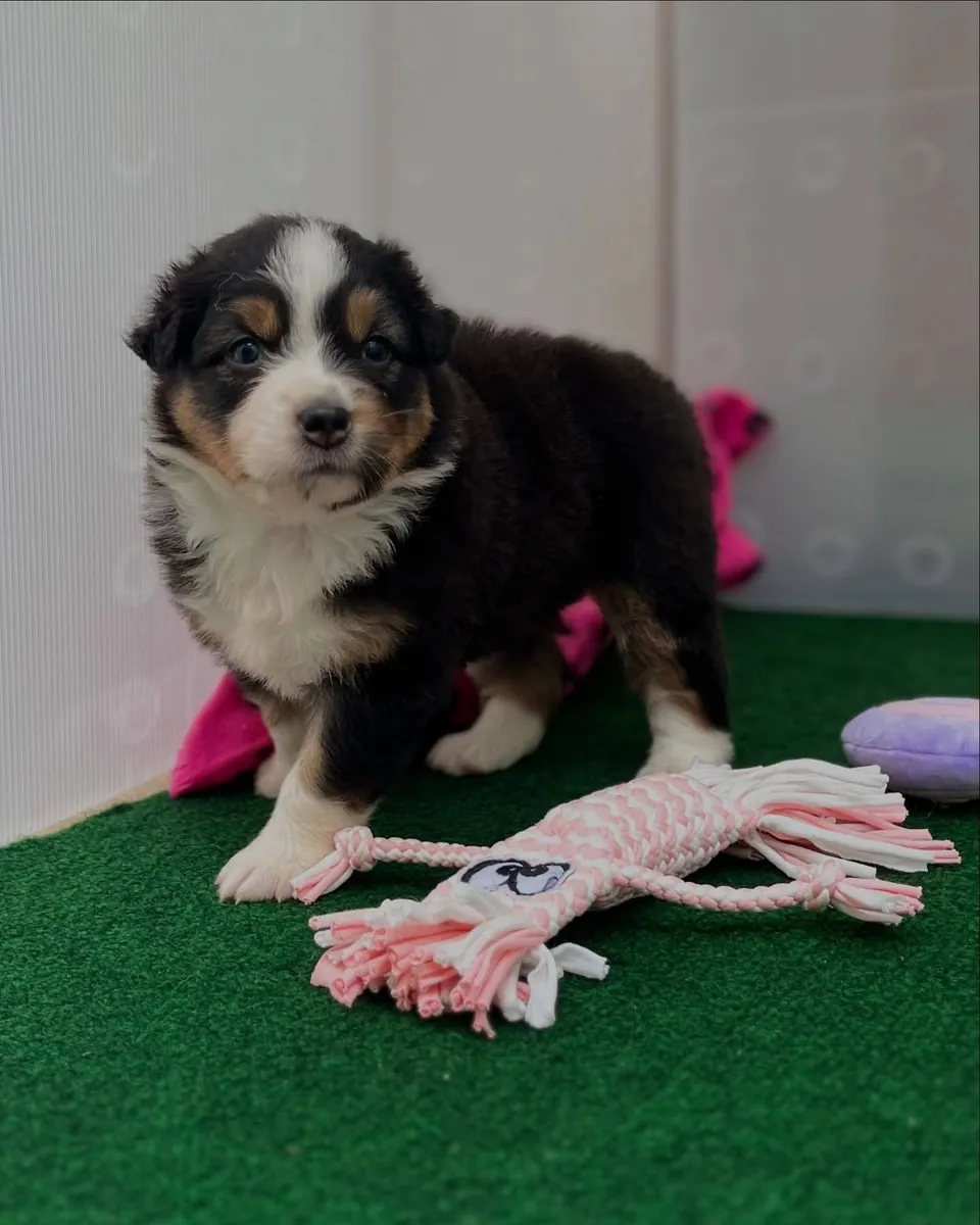 Adorables chiots Berger Australien à adopter