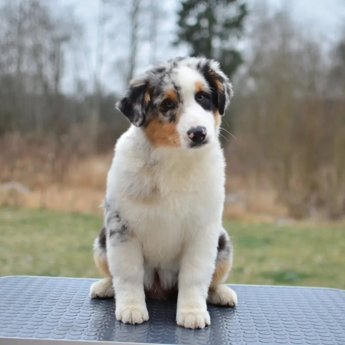 待领养的健康澳洲牧羊犬幼犬