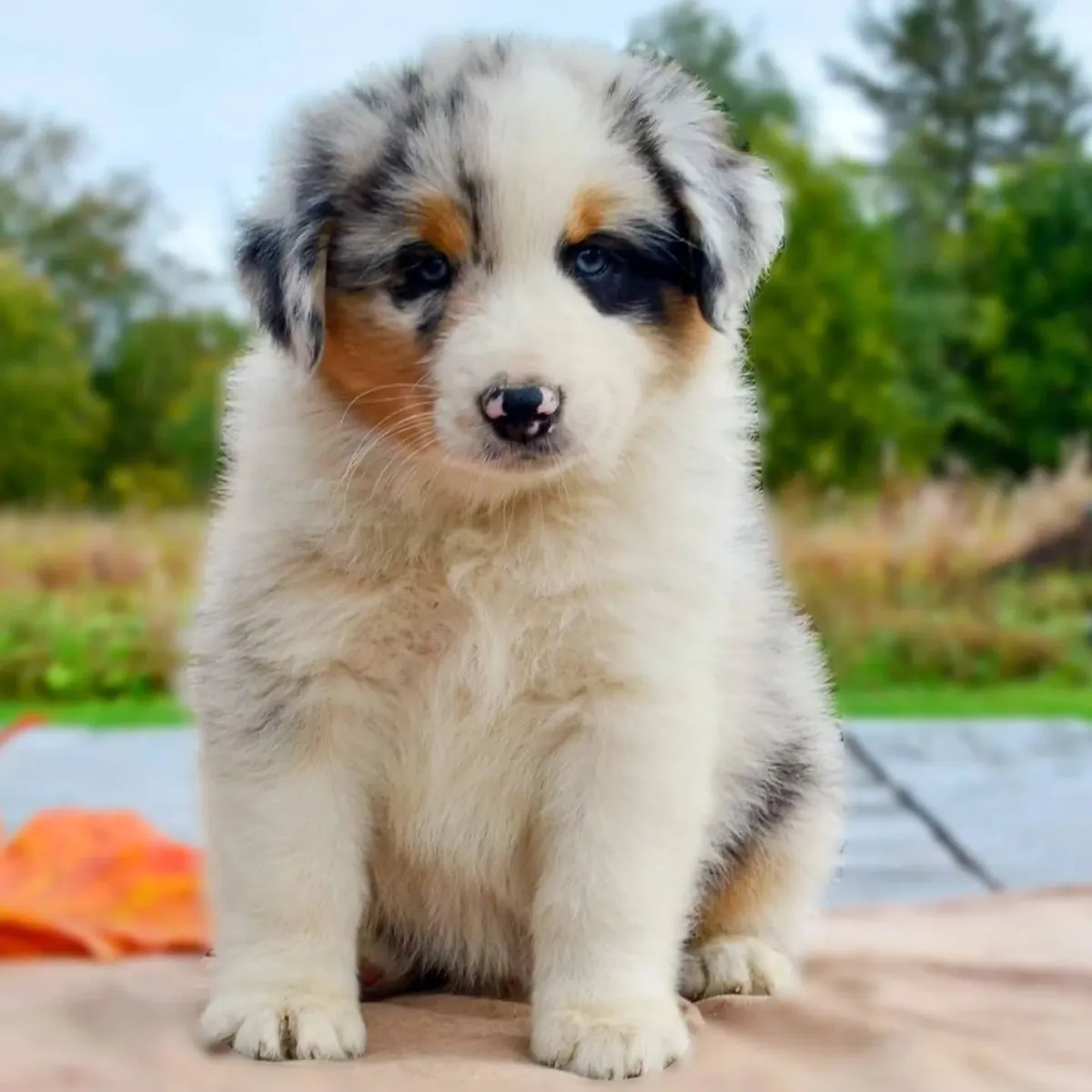 待领养的健康澳洲牧羊犬幼犬