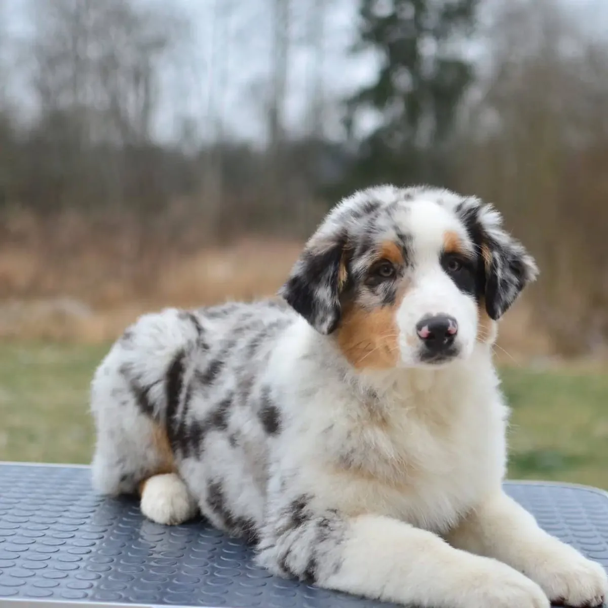 待领养的健康澳洲牧羊犬幼犬