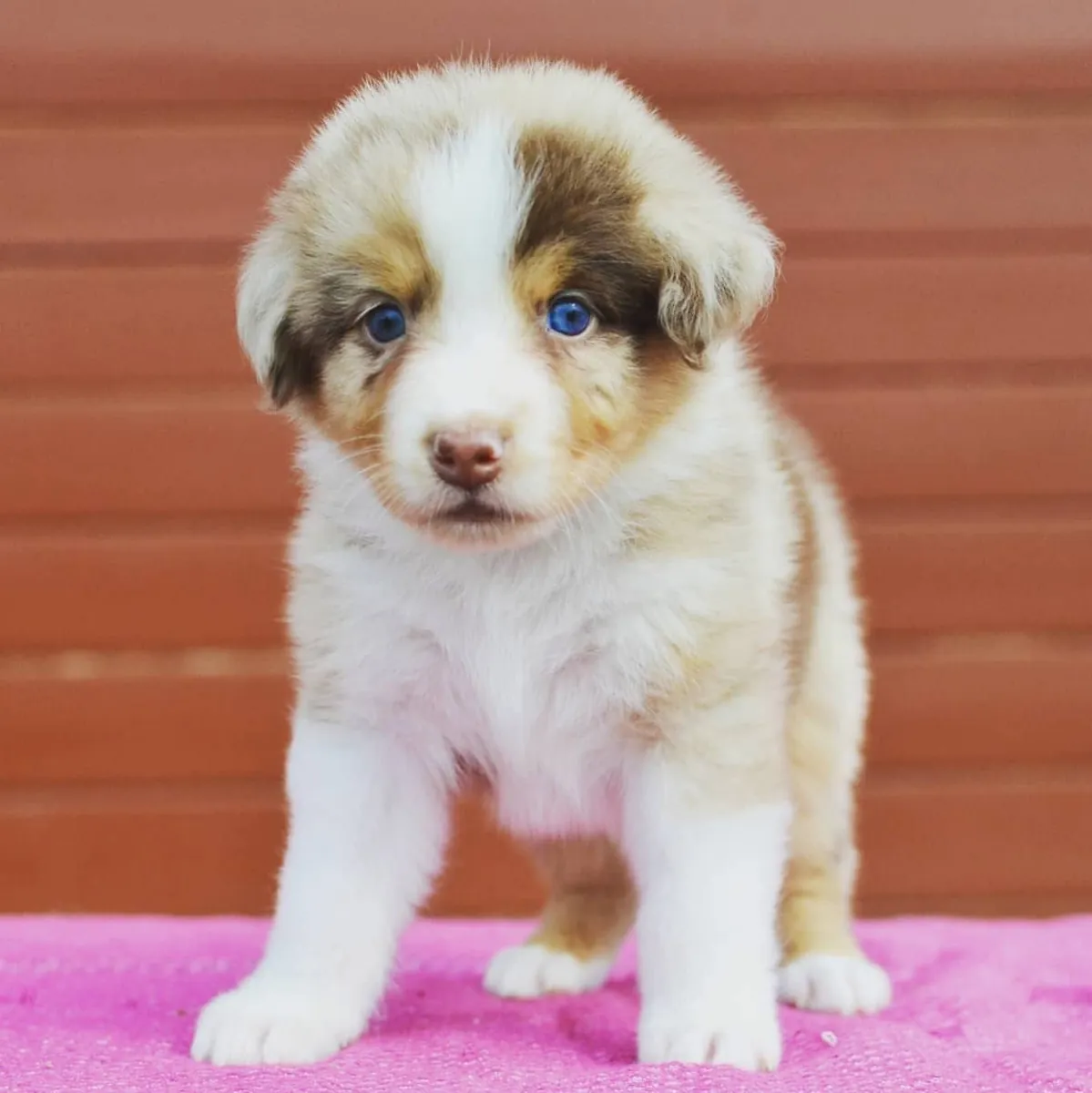 待领养的无价澳大利亚牧羊犬幼犬