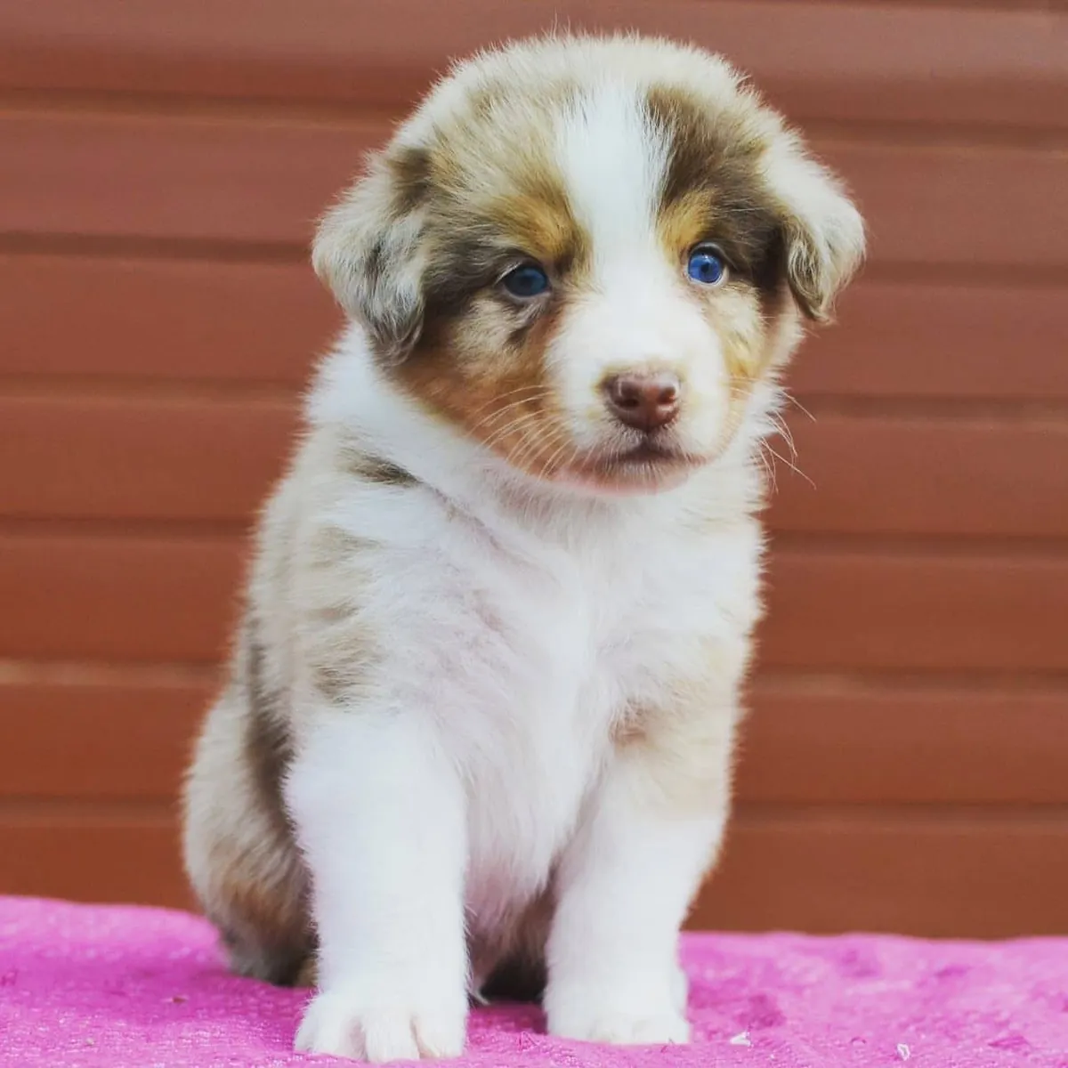 待领养的无价澳大利亚牧羊犬幼犬