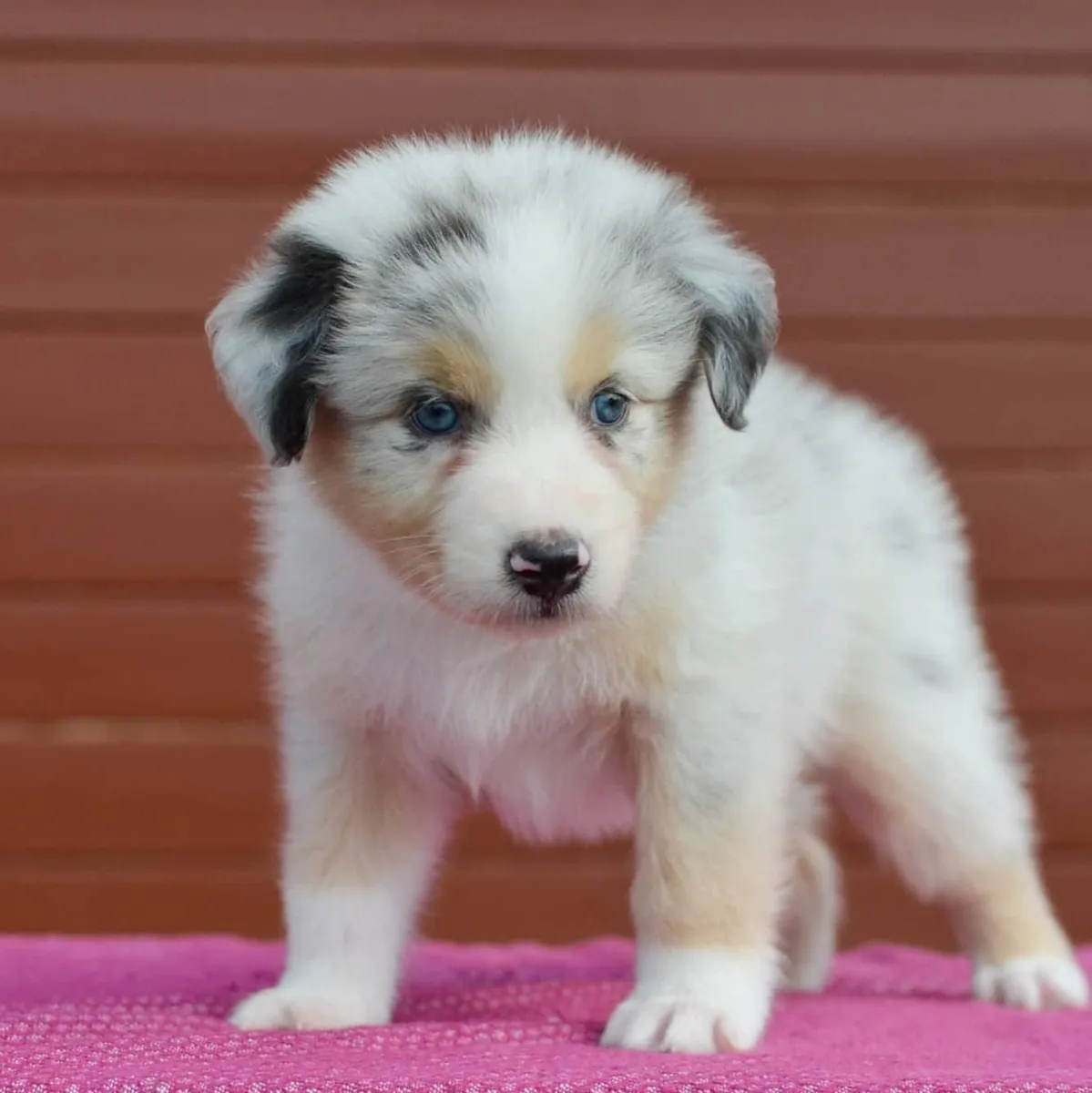 待领养的无价澳大利亚牧羊犬幼犬