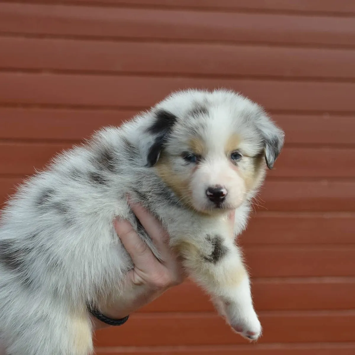 待领养的无价澳大利亚牧羊犬幼犬
