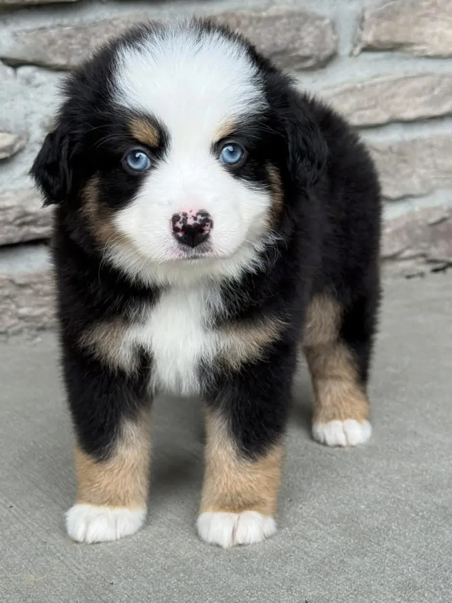 Australia shepherd puppies for Rehoming
