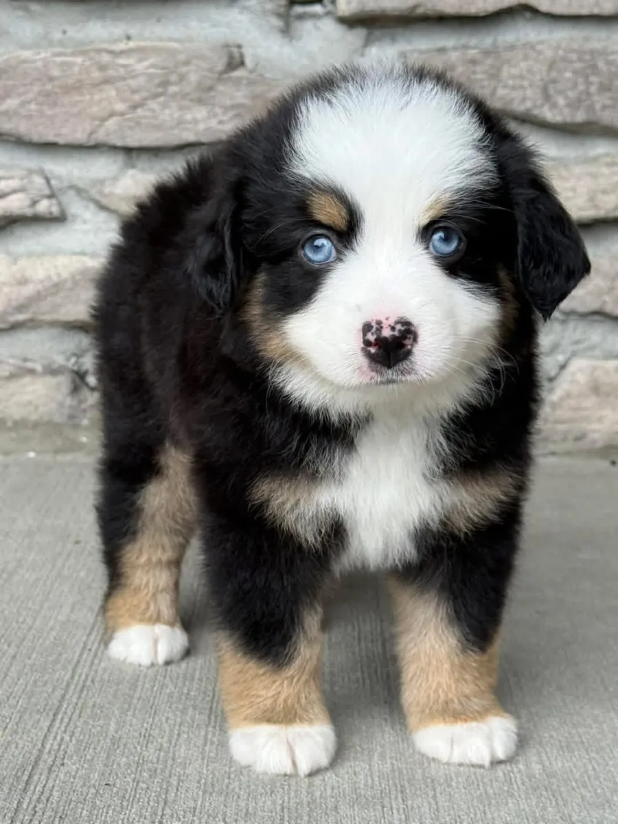 Australia shepherd puppies for Rehoming