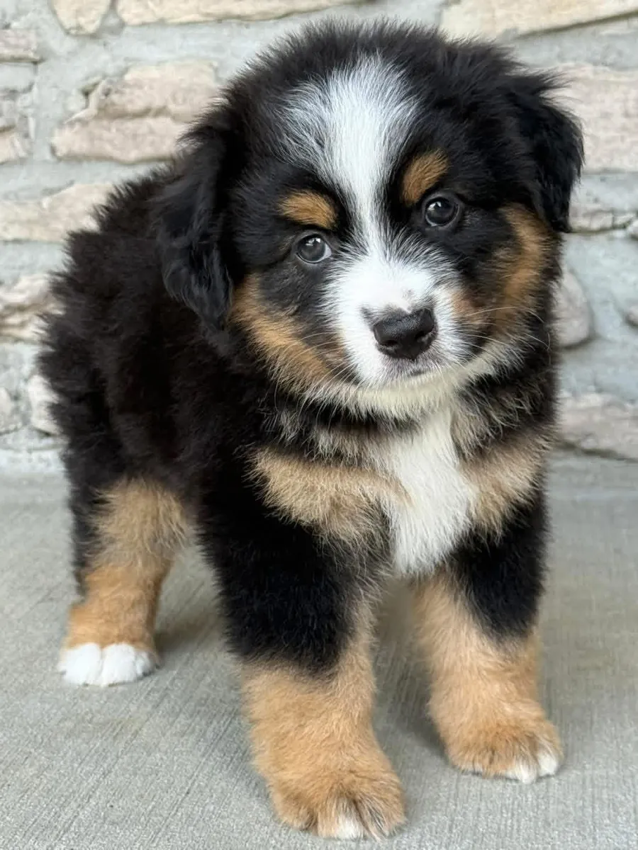 Australia shepherd puppies for Rehoming