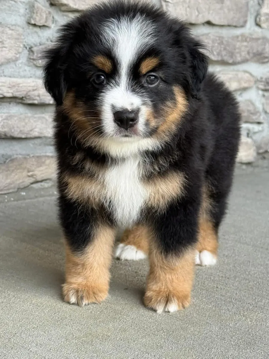 Australia shepherd puppies for Rehoming