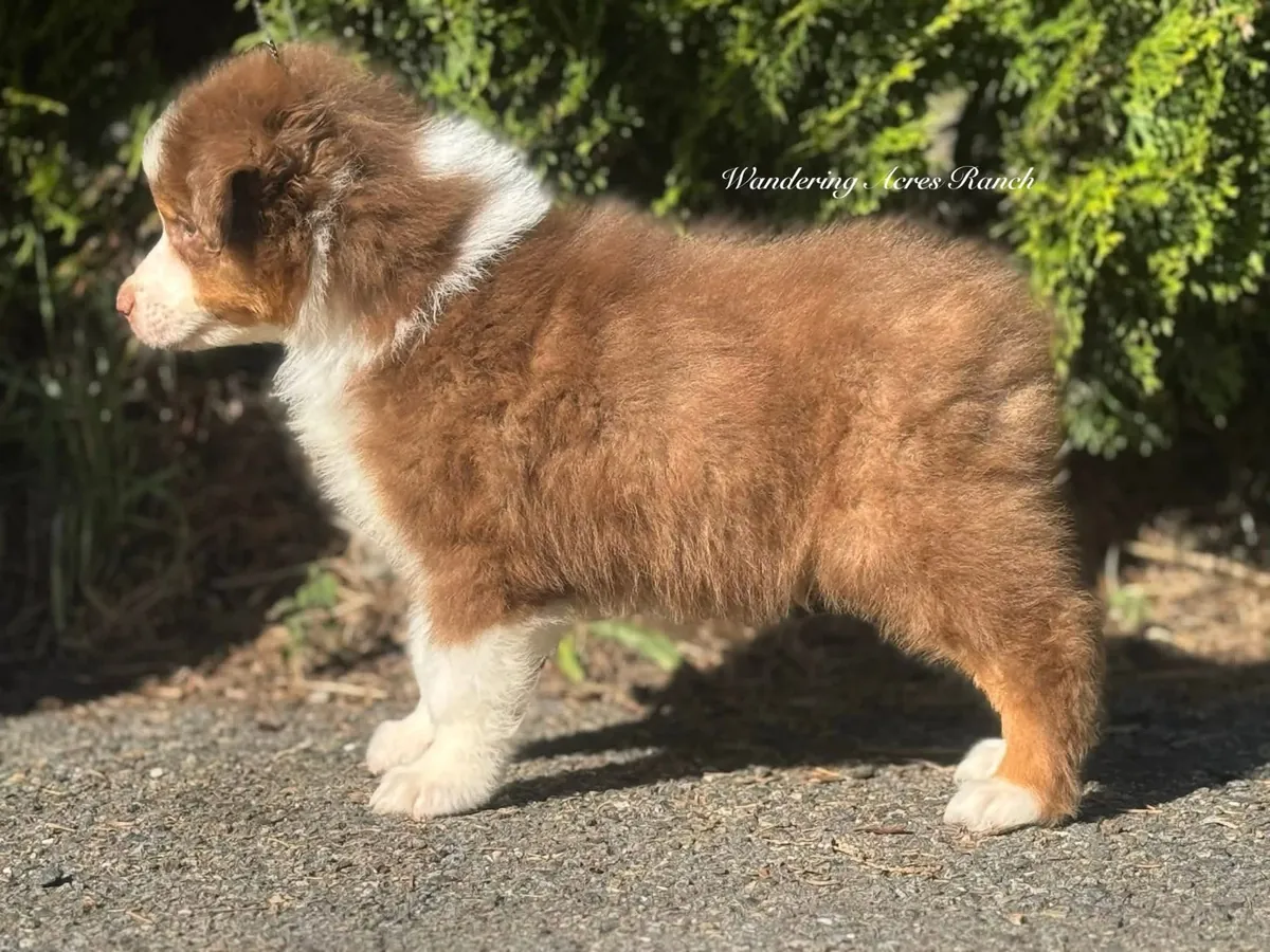 待领养的澳大利亚牧羊犬幼犬，公母都有