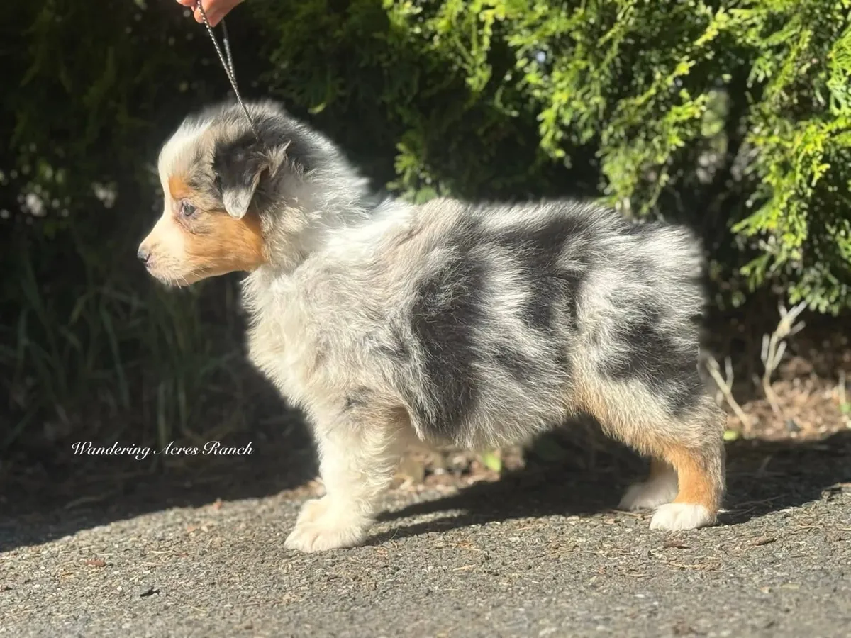 待领养的澳大利亚牧羊犬幼犬，公母都有