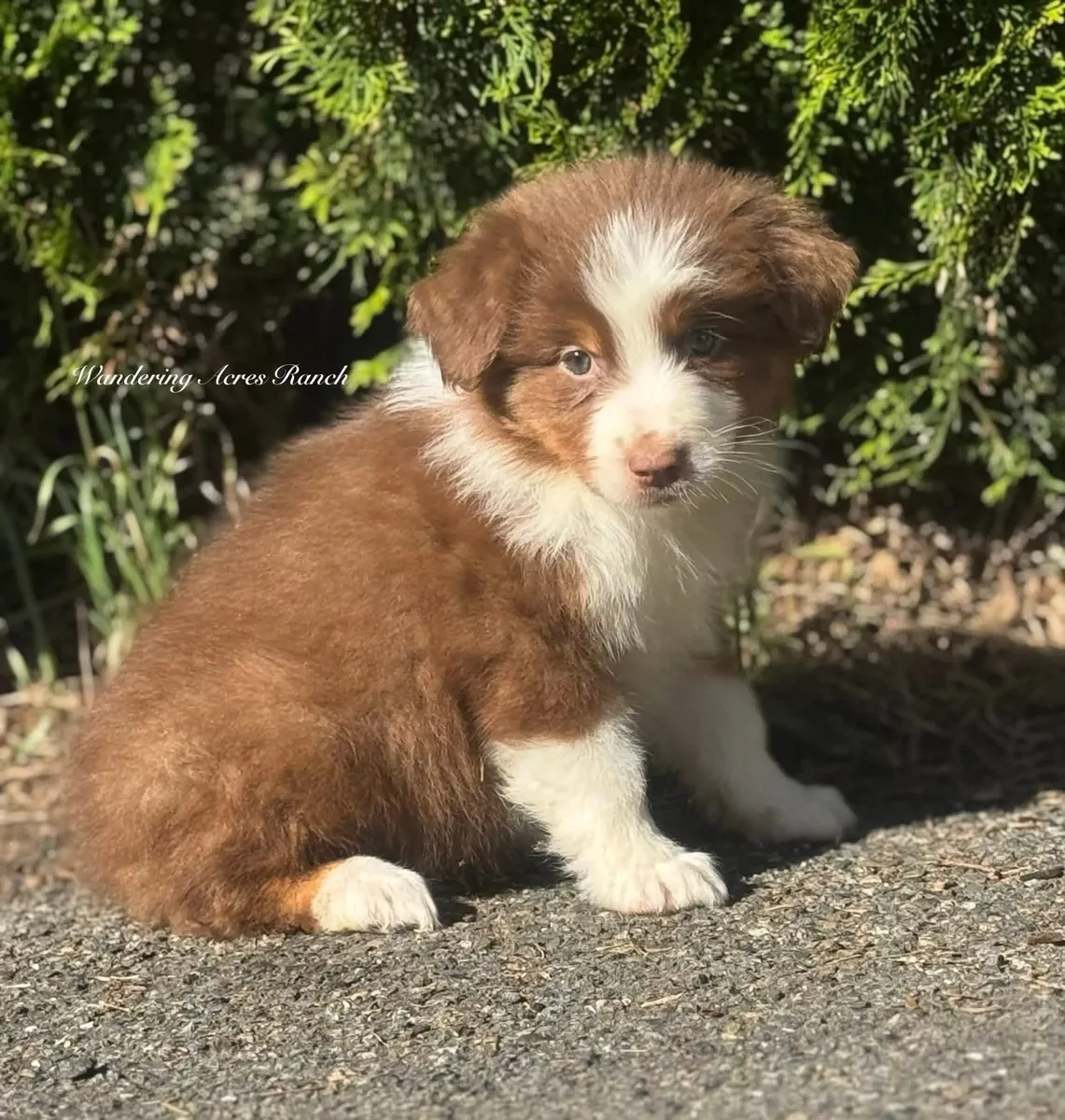 待领养的澳大利亚牧羊犬幼犬，公母都有