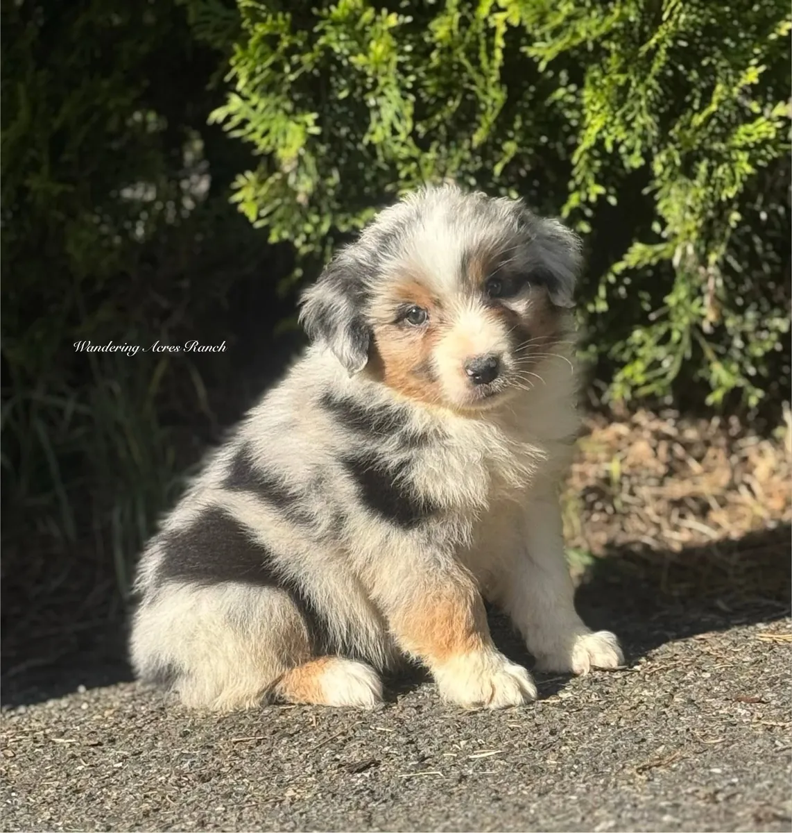 待领养的澳大利亚牧羊犬幼犬，公母都有