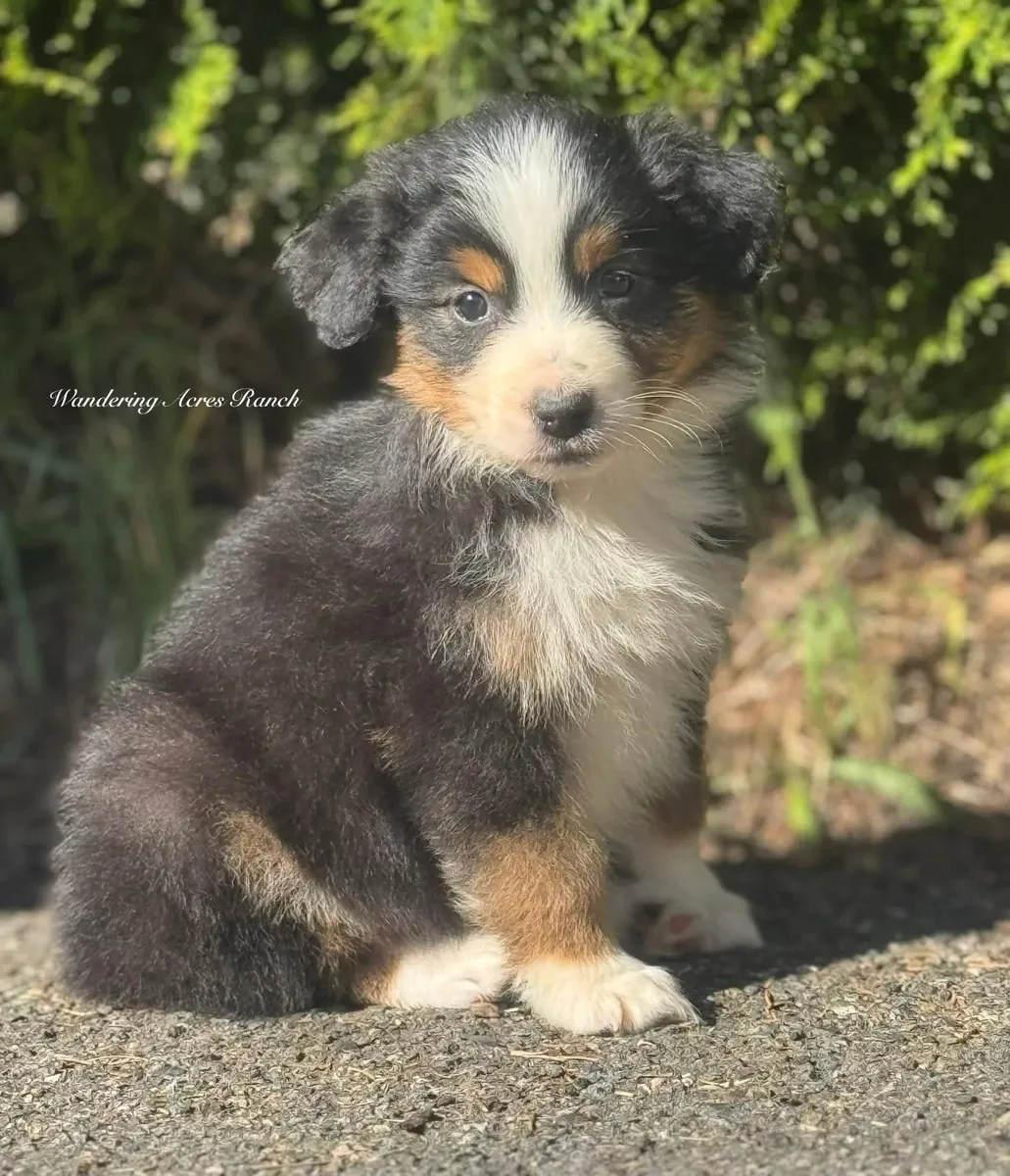 待领养的澳大利亚牧羊犬幼犬，公母都有
