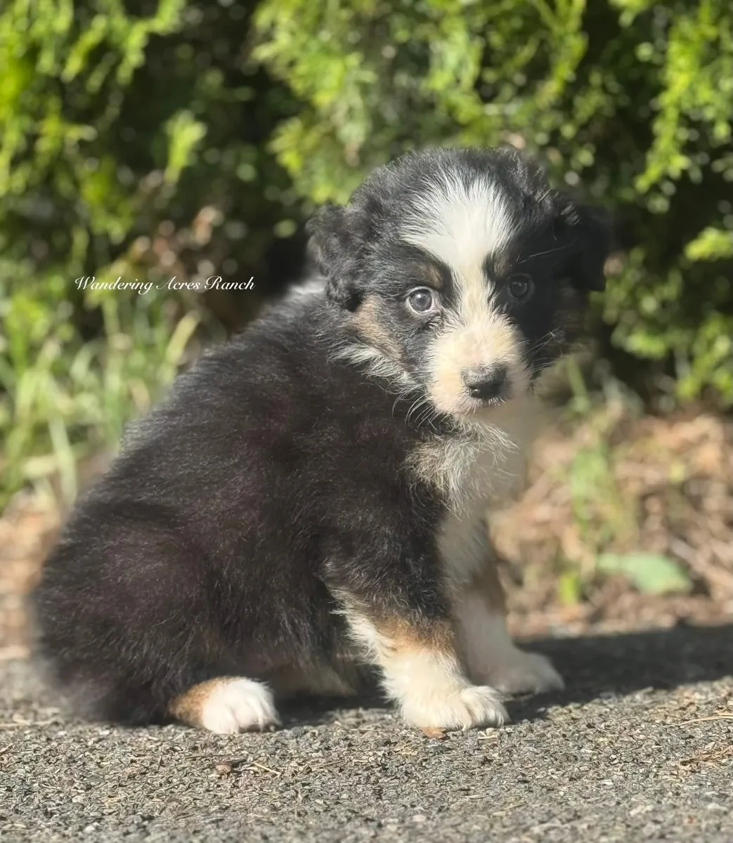 待领养的澳大利亚牧羊犬幼犬，公母都有