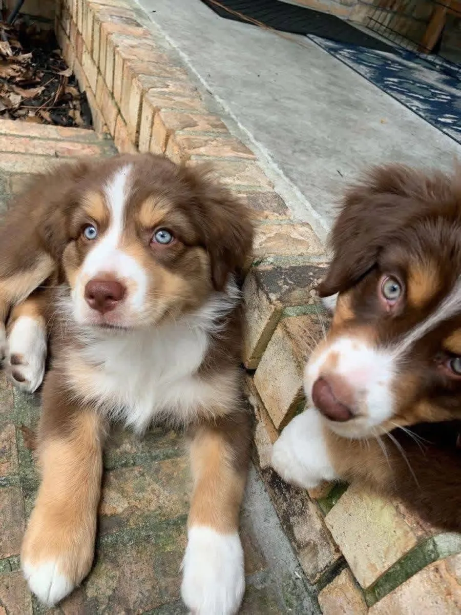Australia shepherd puppies for adoption