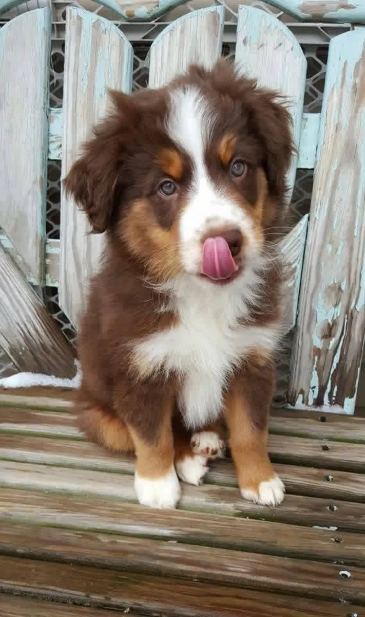 Australia shepherd puppies for adoption
