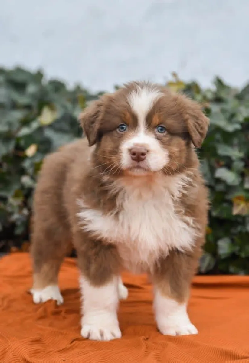 Australia shepherd puppies for adoption