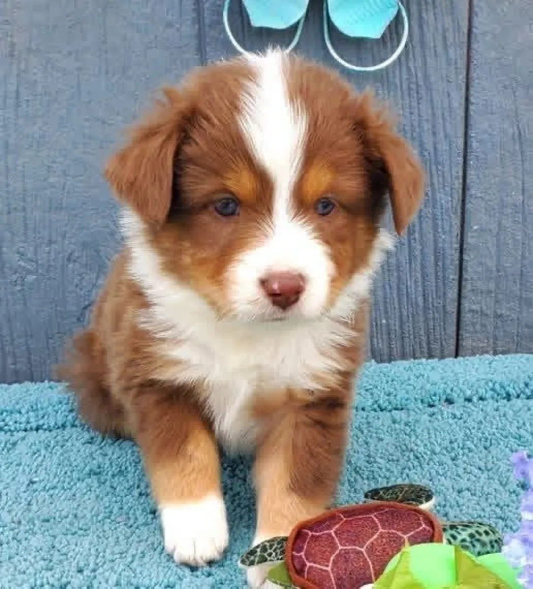 Australia shepherd puppies for adoption