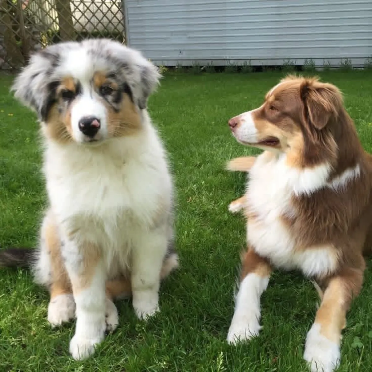 Australia shepherd puppies for adoption