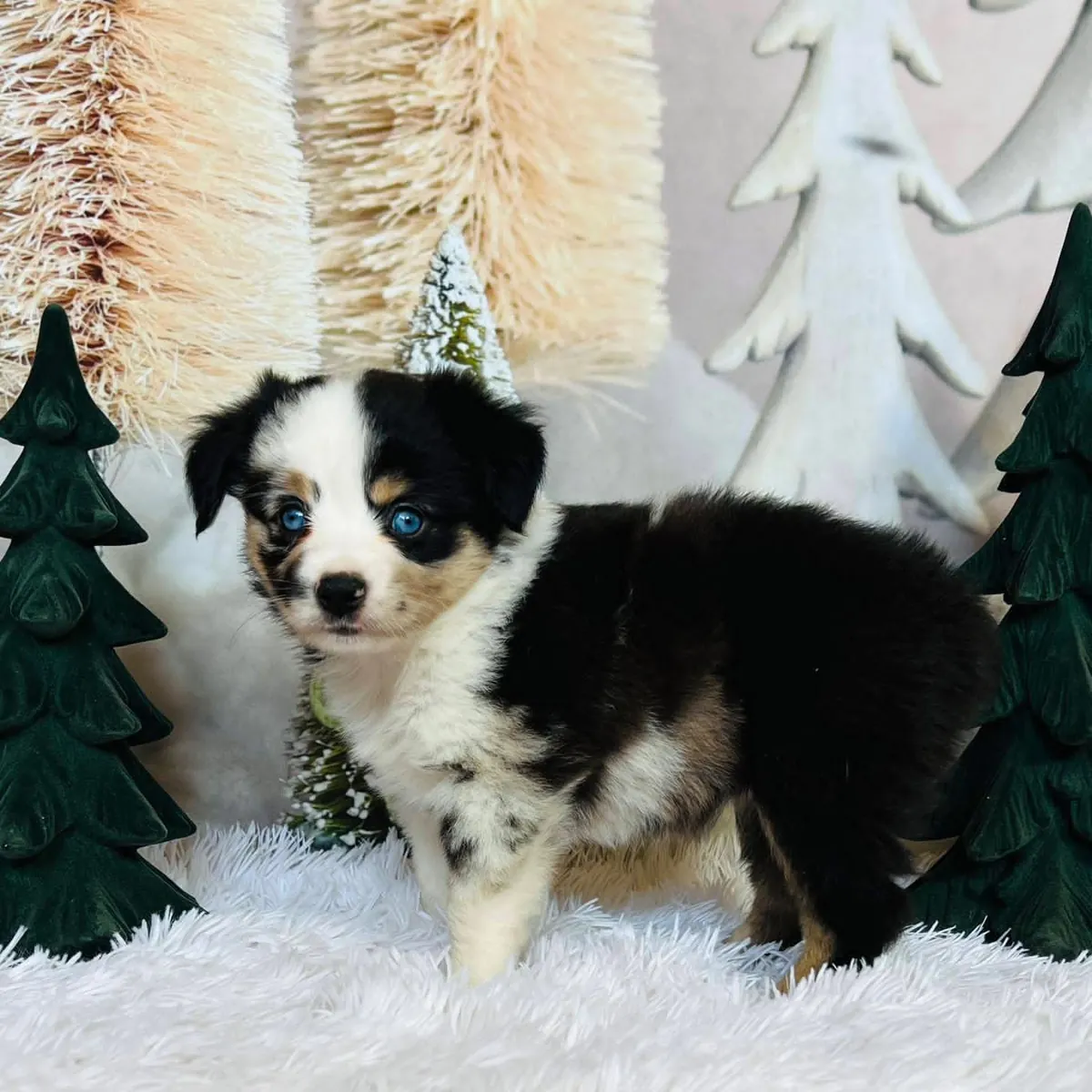Awesome Australia shepherd puppies available 
