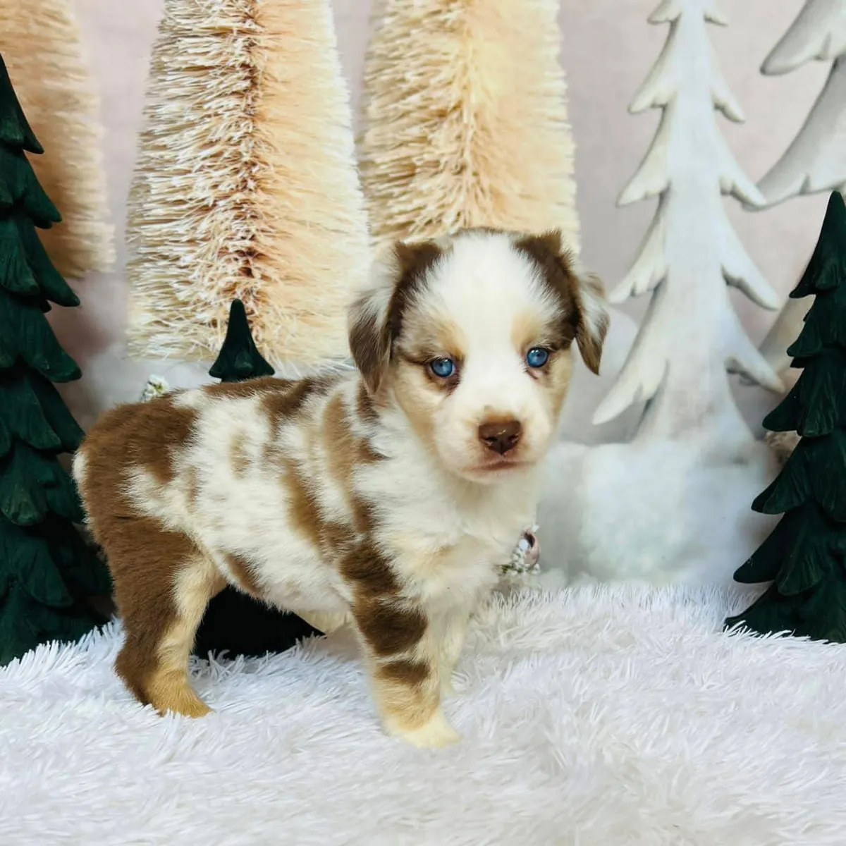 Awesome Australia shepherd puppies available 