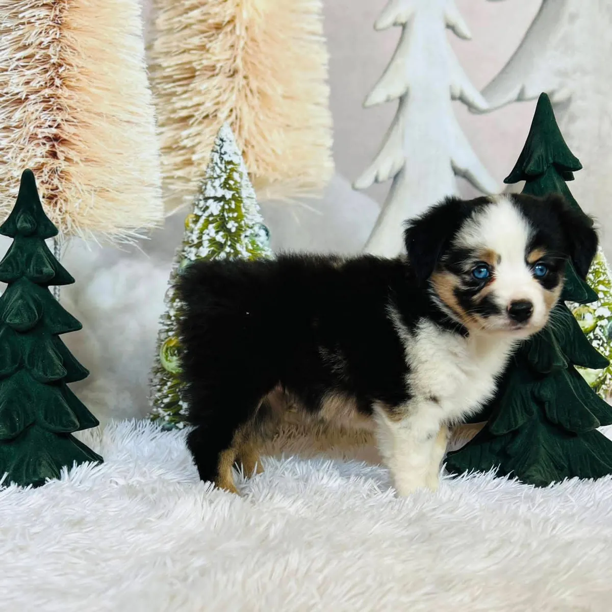 Awesome Australia shepherd puppies available 