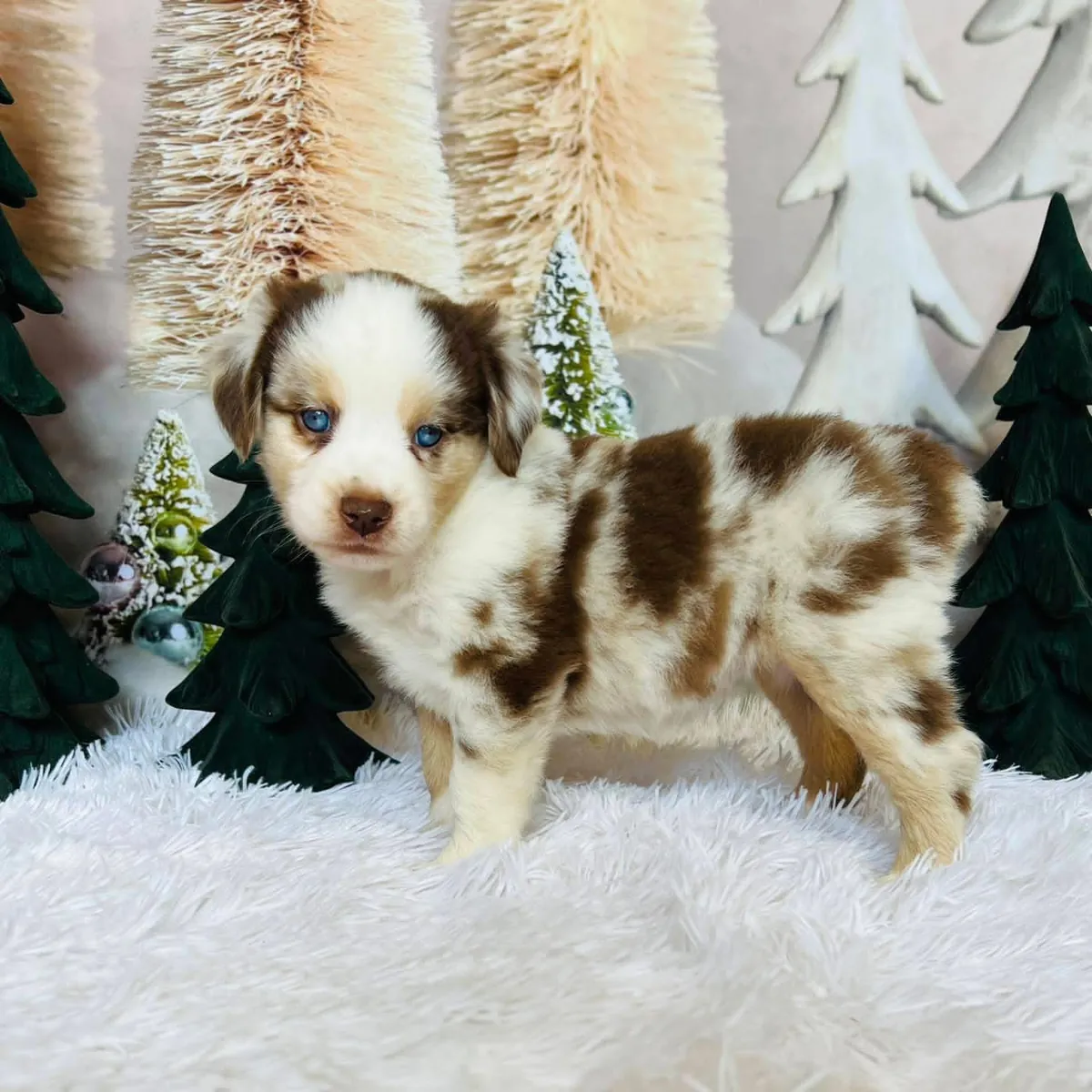 Awesome Australia shepherd puppies available 