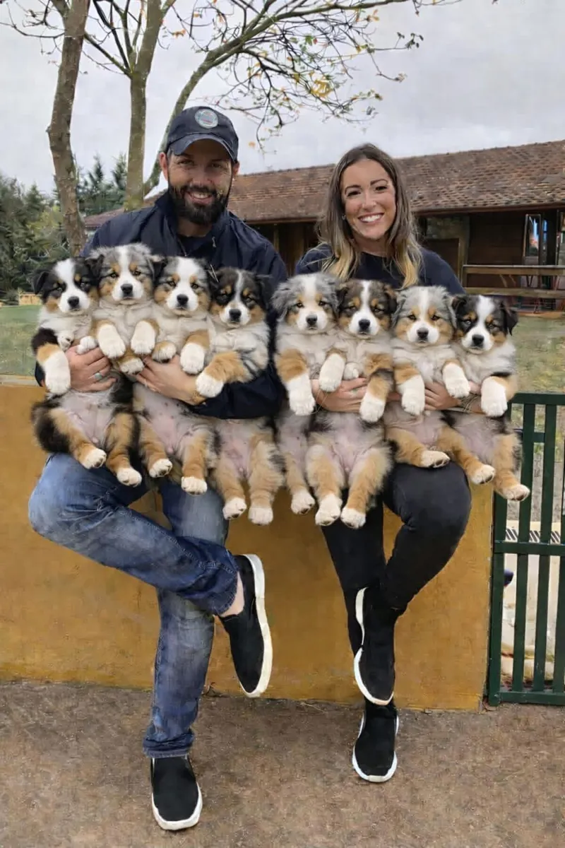 Pretty Australia shepherd puppies for adoption