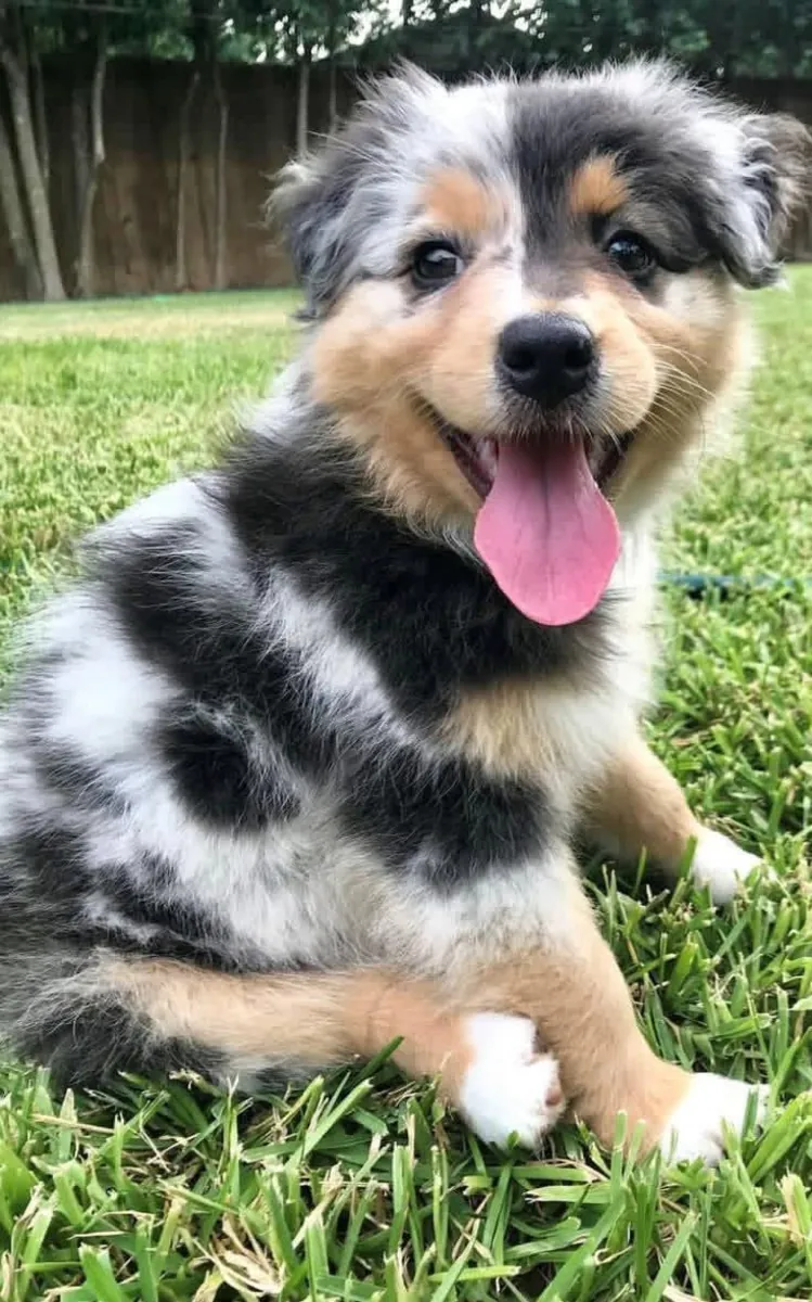 Pretty Australia shepherd puppies for adoption