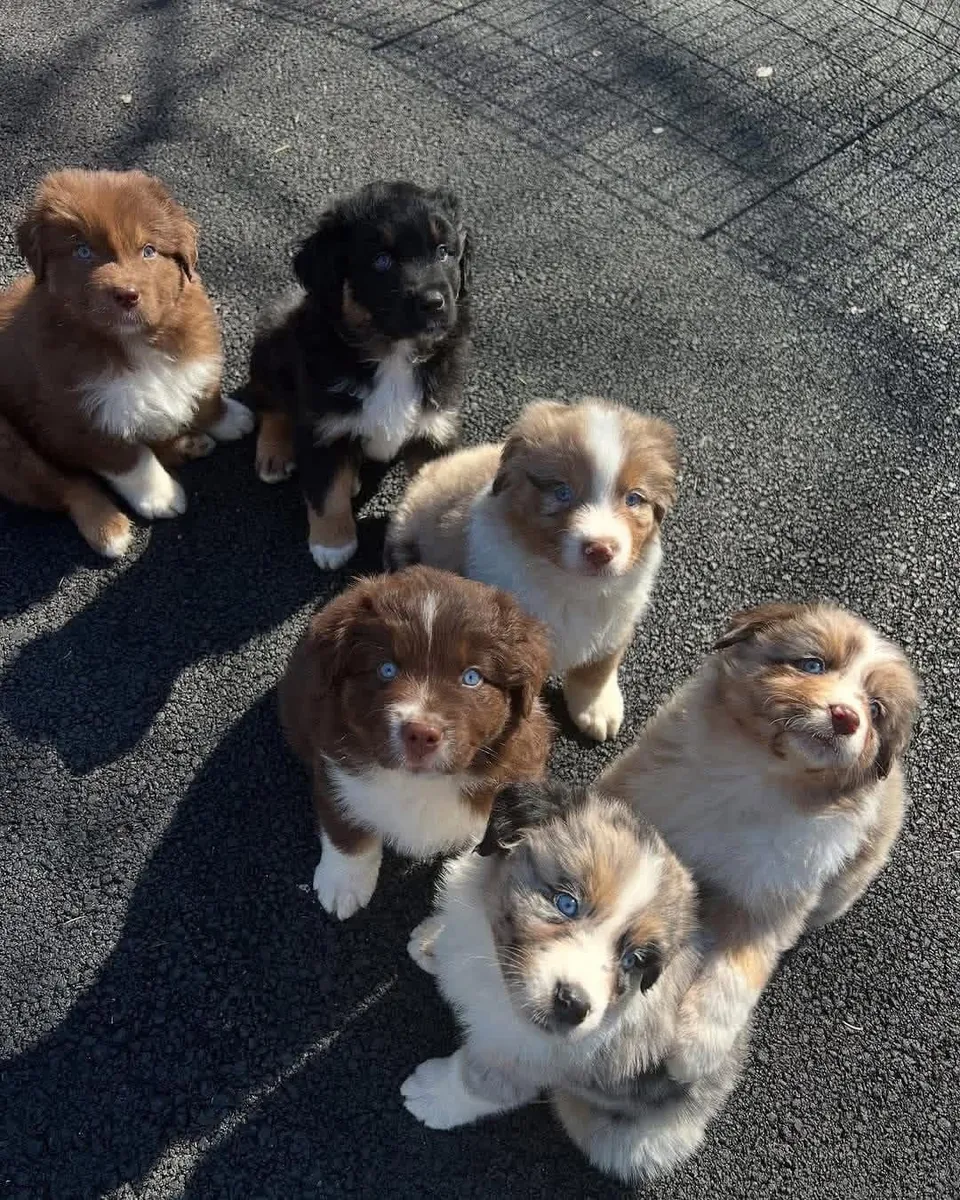 Pretty Australia shepherd puppies for adoption