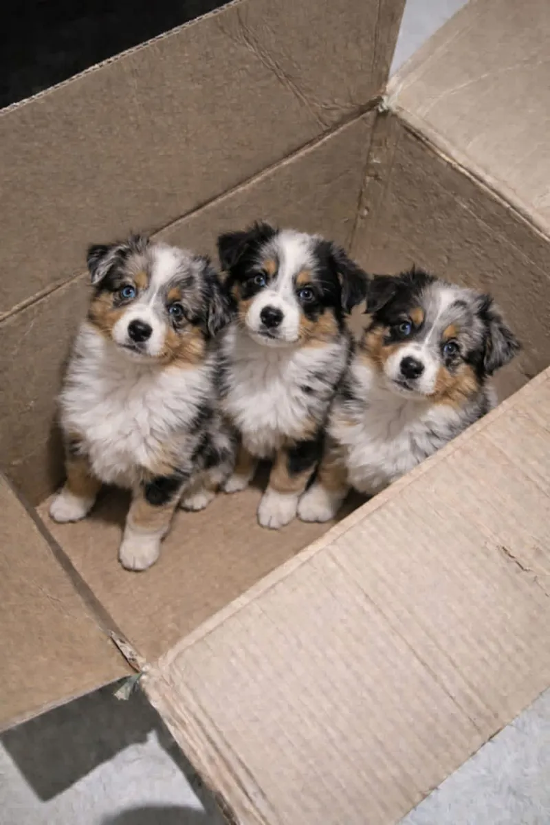 Pretty Australia shepherd puppies for adoption