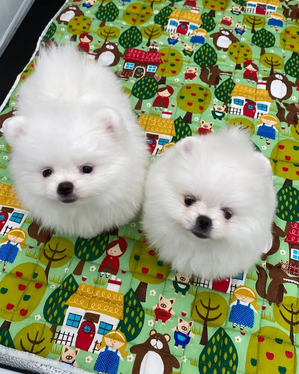 Chiots Poméraniens disponibles
