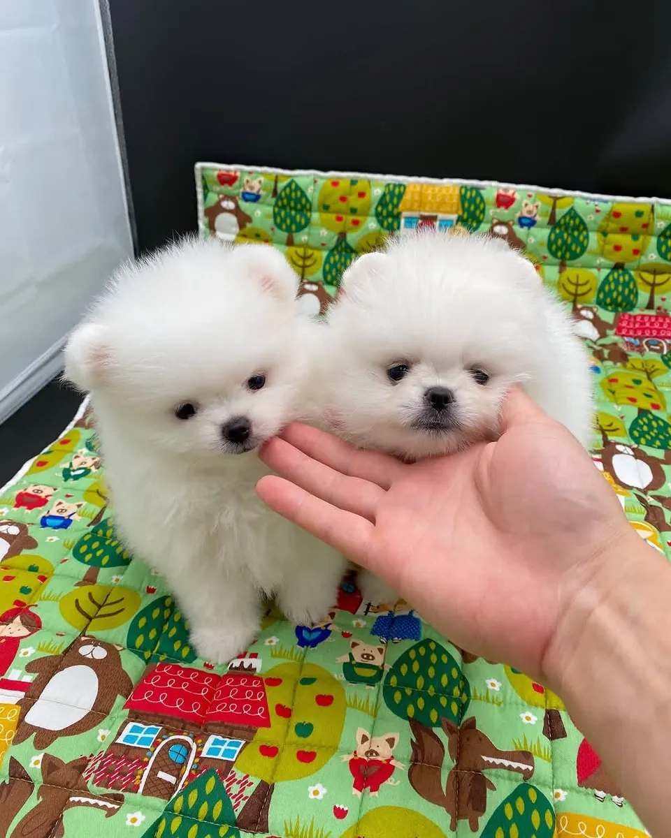 Chiots Poméraniens disponibles